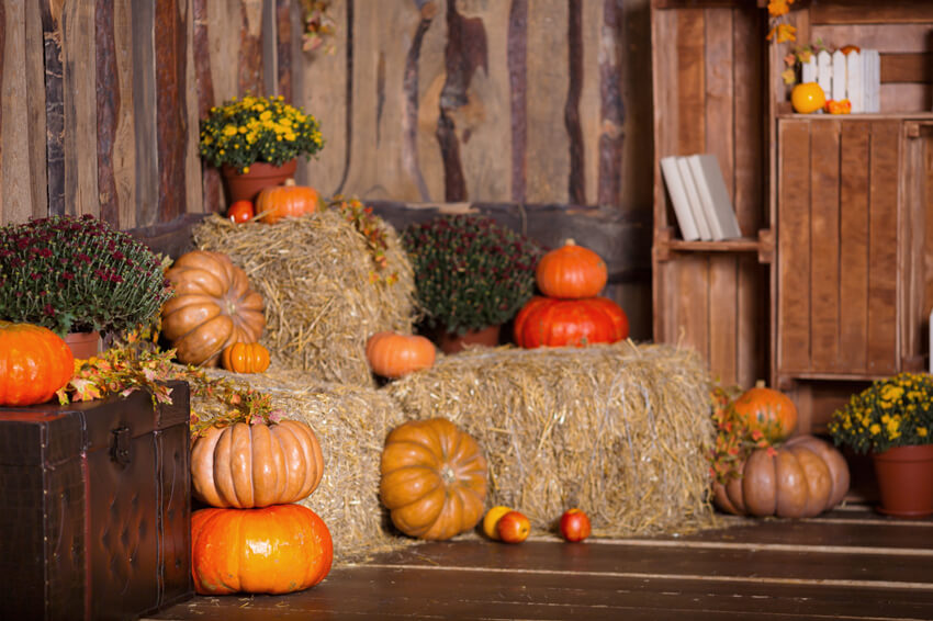 Autumn Barn Pumpkin Straw Thanksgiving Backdrop UK M6-47