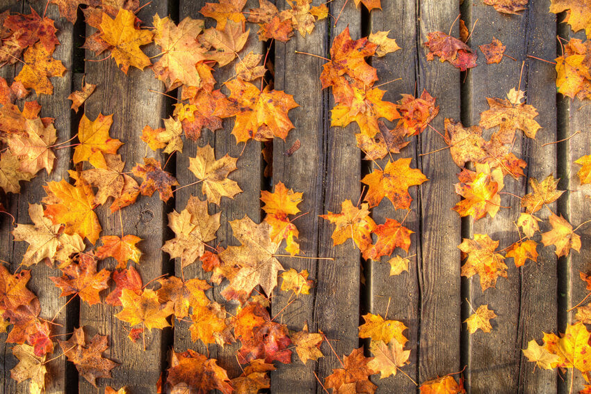 Maple Leaves on Wooden Floor Autumn Backdrop UK M6-98