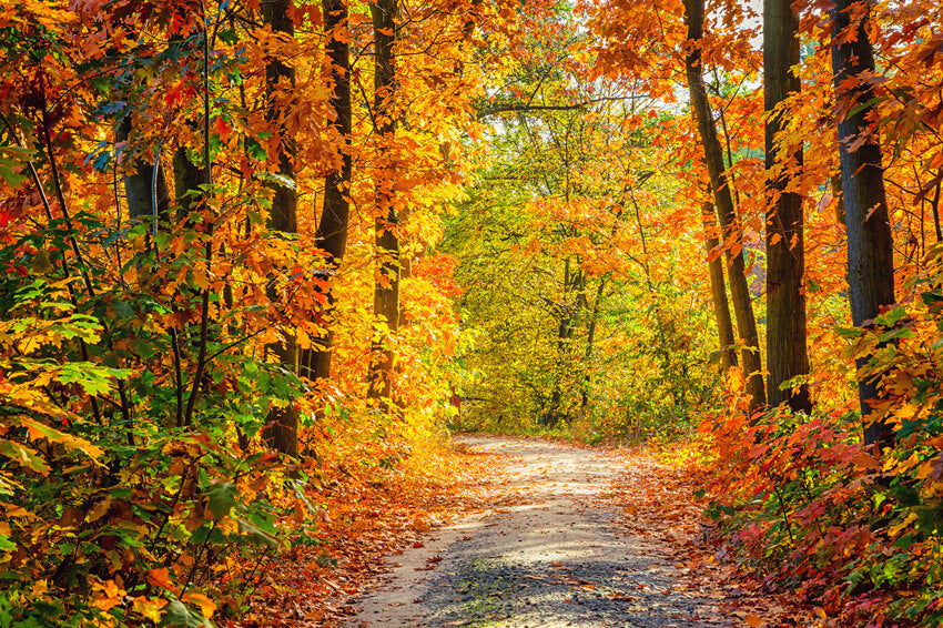 Beautiful Autumn Forest Lane Maple Trees Backdrop UK M6-99