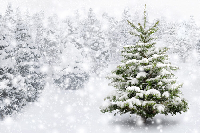 Winter Falling Snowflake Pine Forest Backdrop UK M7-26