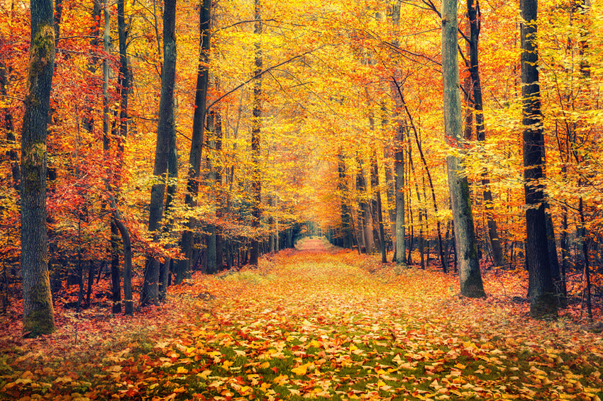 Autumn Forest Maple Leaves Scenery Backdrop UK M7-86