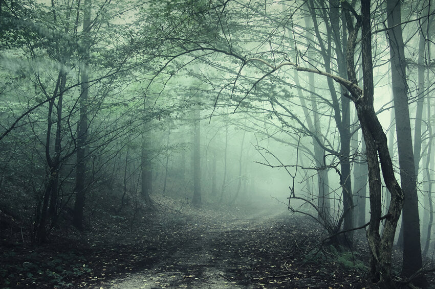 Mysterious Forest Foggy Path Halloween Backdrop UK M8-09