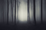 Halloween Dark Gloomy Night Forest Backdrop UK M8-10
