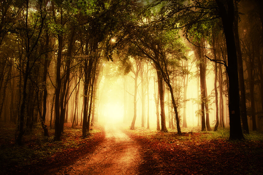 Autumn Misty Path Forest Scenery Backdrop UK M8-12