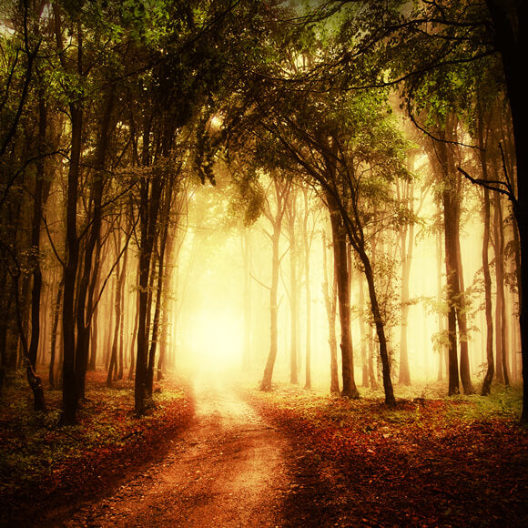 Autumn Misty Path Forest Scenery Backdrop UK M8-12