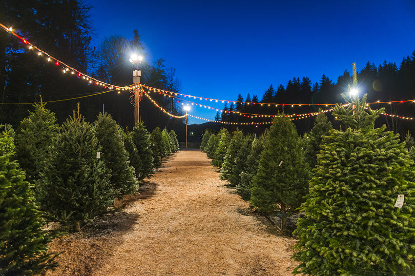 Night Christmas Tree Farm Photography Backdrop UK M8-21