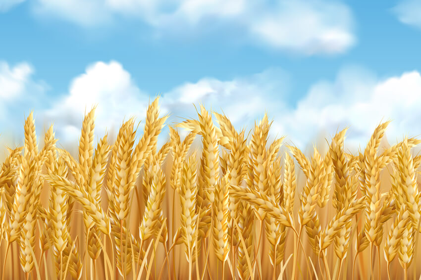 Gold Wheat Field Autumn Harvest Backdrop UK M8-31