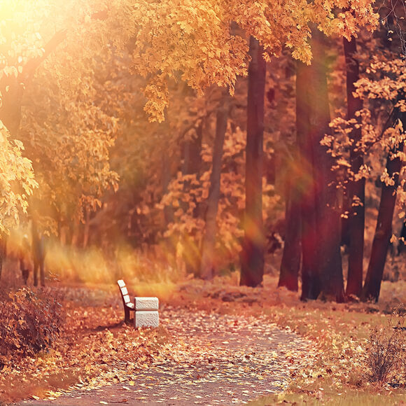 Autumn Park Maple Tree Leaves Backdrop UK M8-34