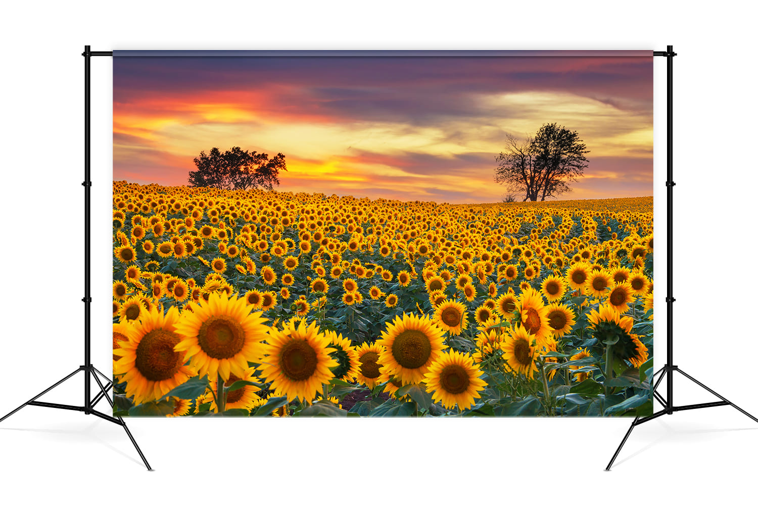 Sunflower Farm Field Photography Backdrop UK M8-53