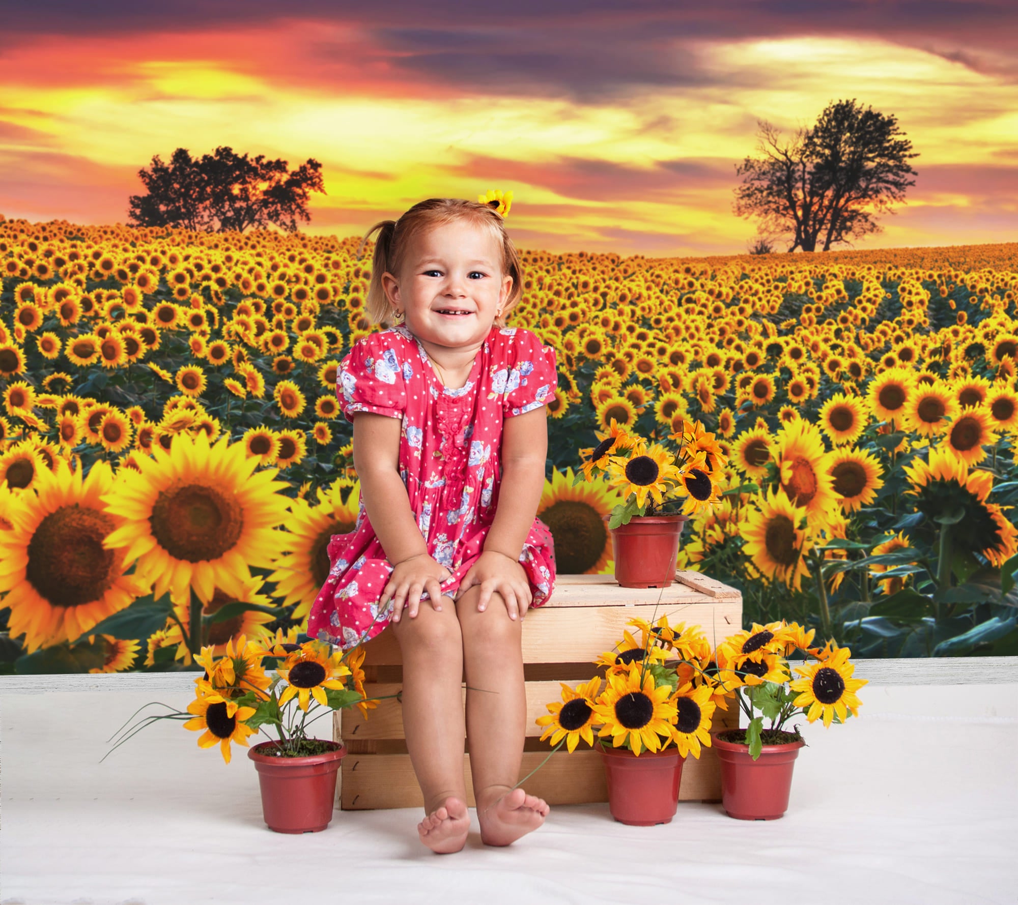 Sunflower Farm Field Photography Backdrop UK M8-53