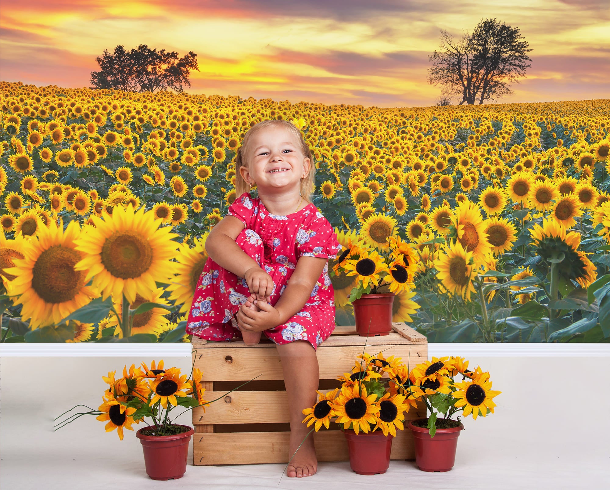 Sunflower Farm Field Photography Backdrop UK M8-53