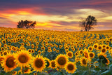 Sunflower Farm Field Photography Backdrop UK M8-53
