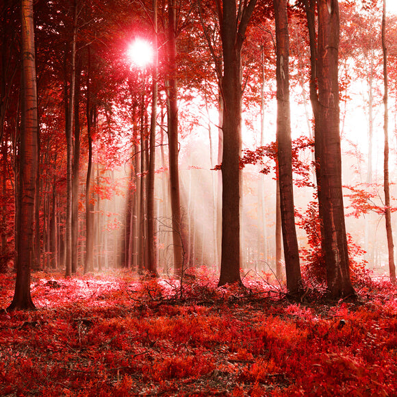 Autumn Maple Forest Sunshine Landscape Backdrop UK M9-33