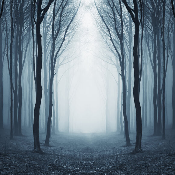 Mysterious Foggy Forest Halloween Backdrop M9-56