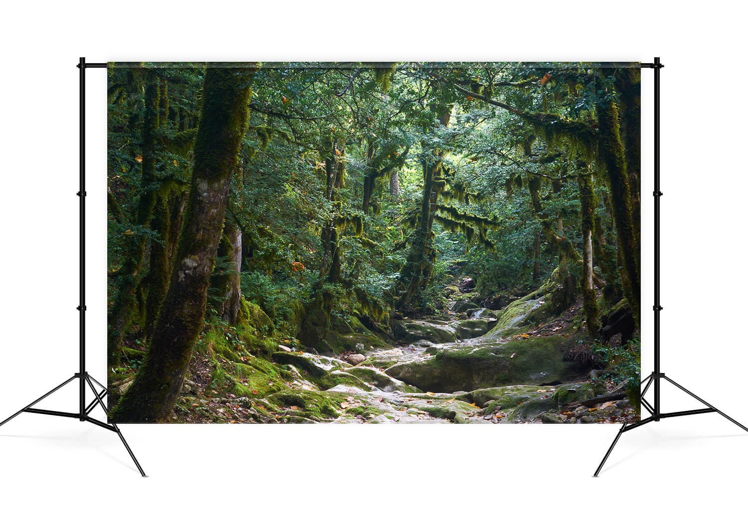 Mysterious Jungle Path Photography Backdrop UK M9-57