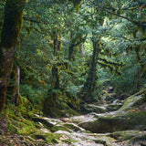 Mysterious Jungle Path Photography Backdrop UK M9-57