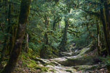 Mysterious Jungle Path Photography Backdrop UK M9-57