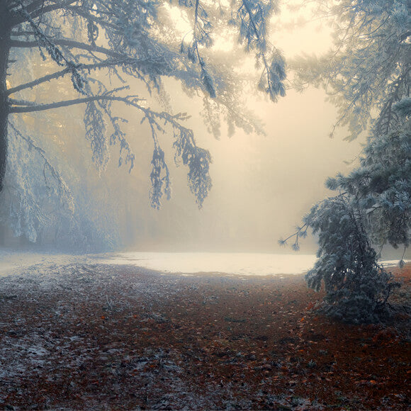 Snowy Forest Winter Nature Landscape Backdrop UK M9-59