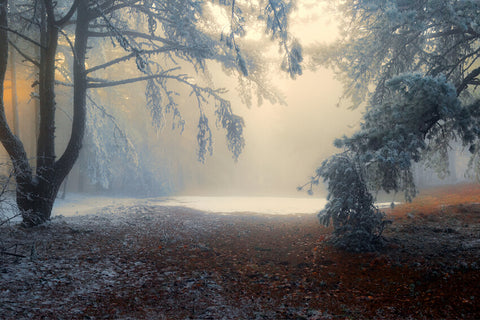 Snowy Forest Winter Nature Landscape Backdrop UK M9-59