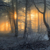 Winter Snowy Forest Dawn Sun Shadow Backdrop UK M9-60