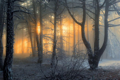Winter Snowy Forest Dawn Sun Shadow Backdrop UK M9-60