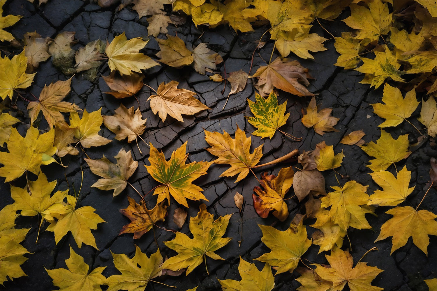 Autumn Leaves On Dark Land Floor Backdrop UK RR7-524