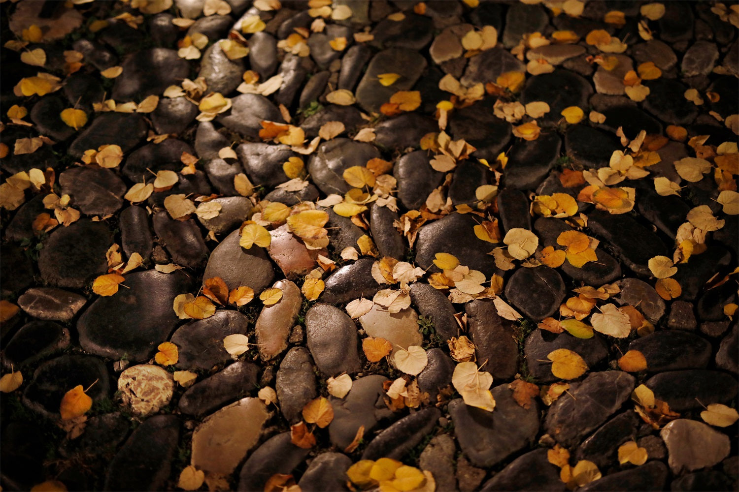 Dim Drop Leaves Pebble Floor Backdrop UK RR7-527