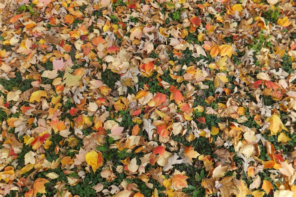 Withered Maple Leaves Grass Floor Backdrop UK RR7-531