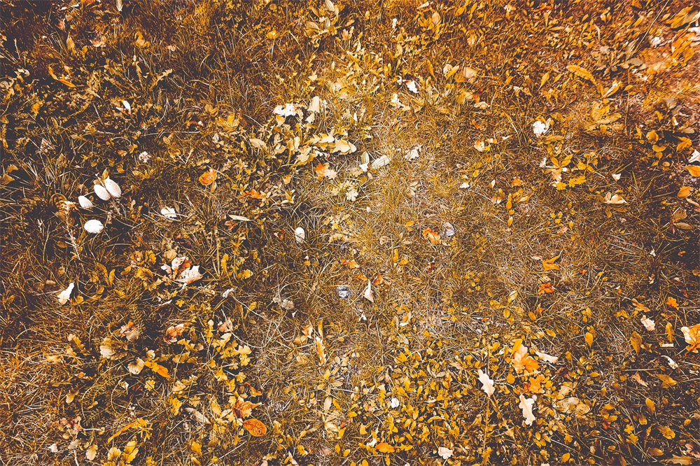 Autumn Withered Grass Leaves Floor Backdrop UK RR8-583