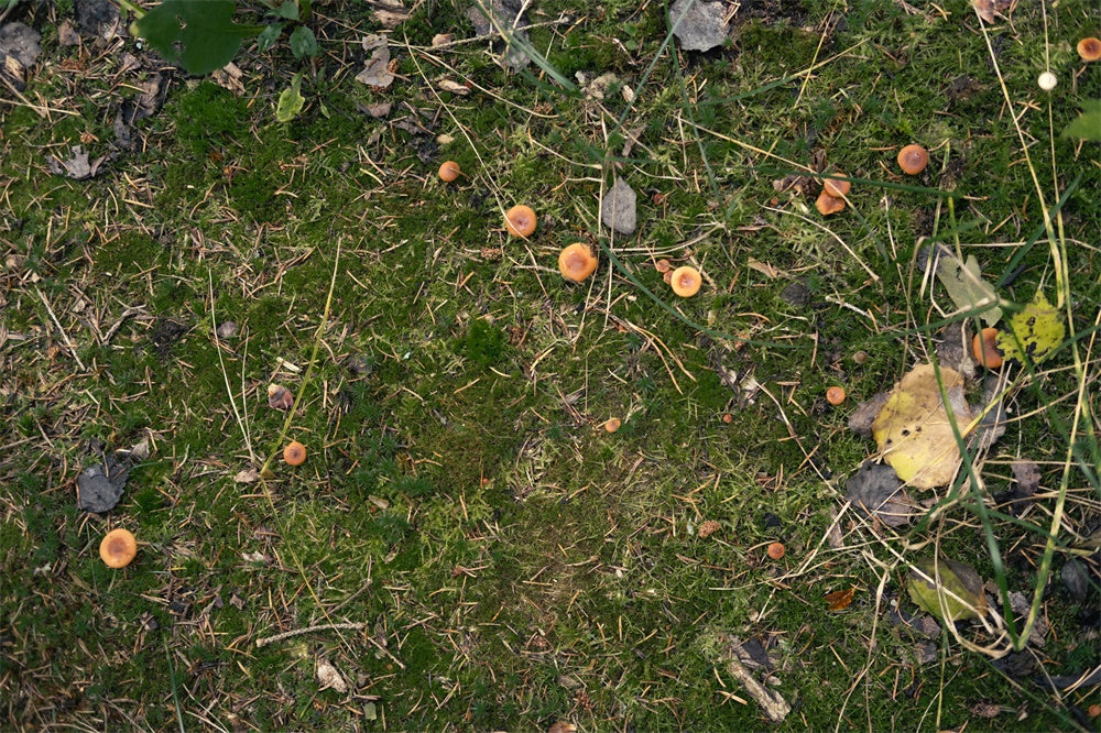 Grassland Fallen Leaves Mushroom Floor Backdrop UK RR8-584