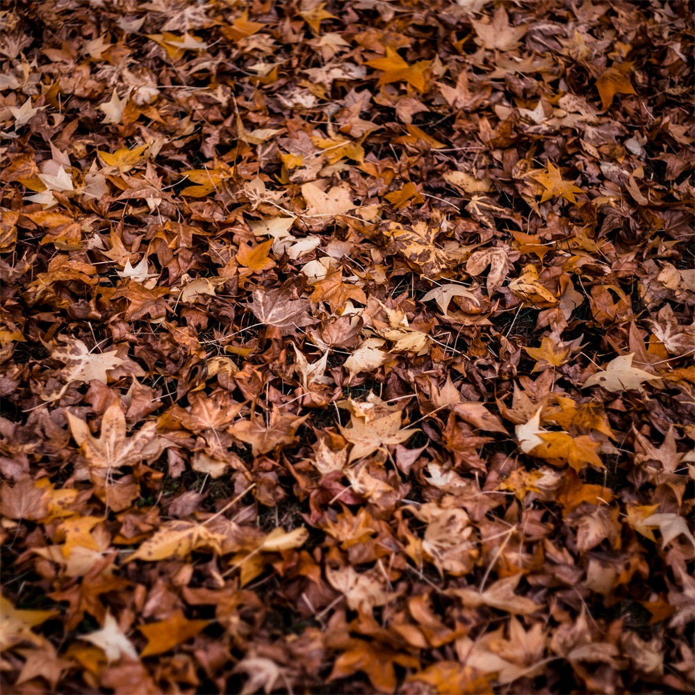 Photography Floor Backdrop Autumn Leaves Floor Backdrop UK TWW57-9