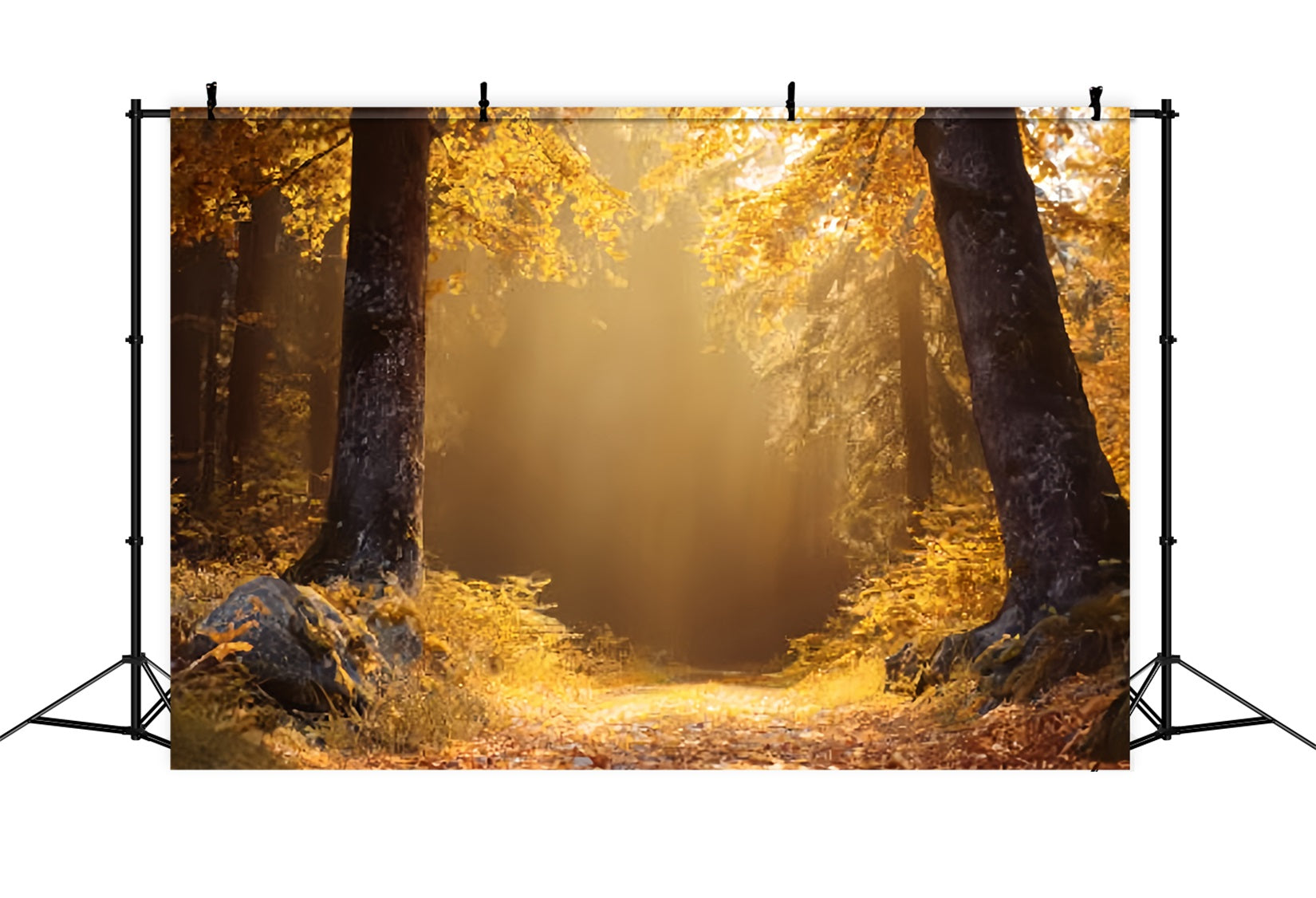 Fall Forest Backdrop Golden Autumn Sunlit Trail Forest Backdrops UK TWW59-138