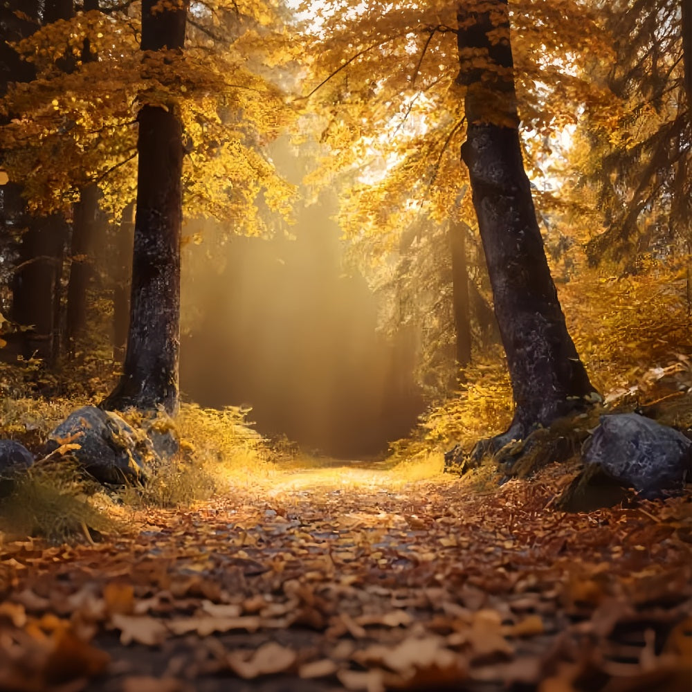Fall Forest Backdrop Golden Autumn Sunlit Trail Forest Backdrops UK TWW59-138