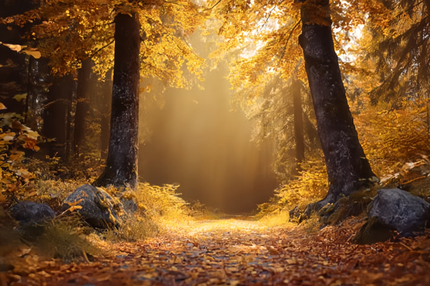 Fall Forest Backdrop Golden Autumn Sunlit Trail Forest Backdrops UK TWW59-138