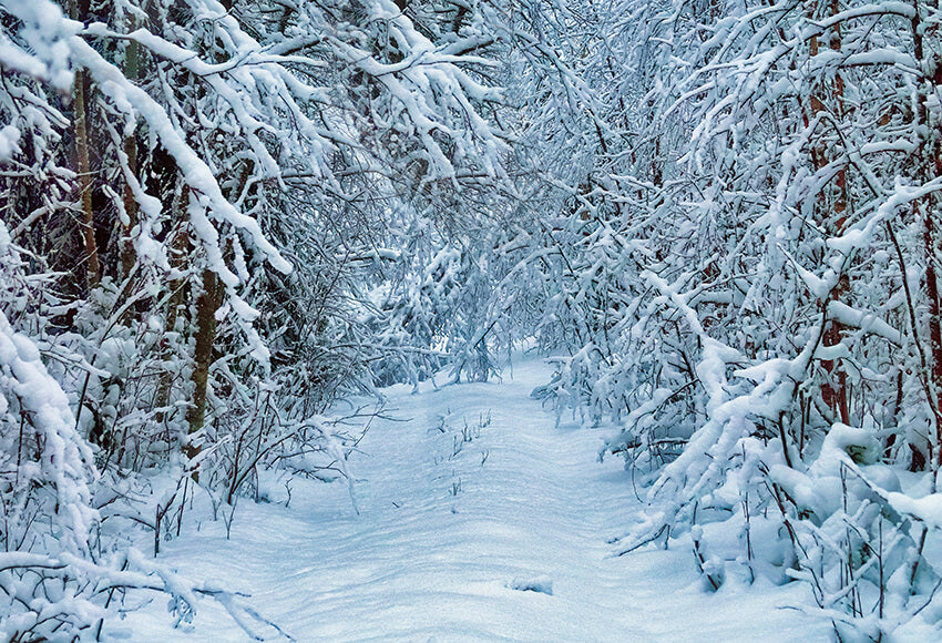 Winter Snowy Road Fir Tree Photography Backdrop UK D905