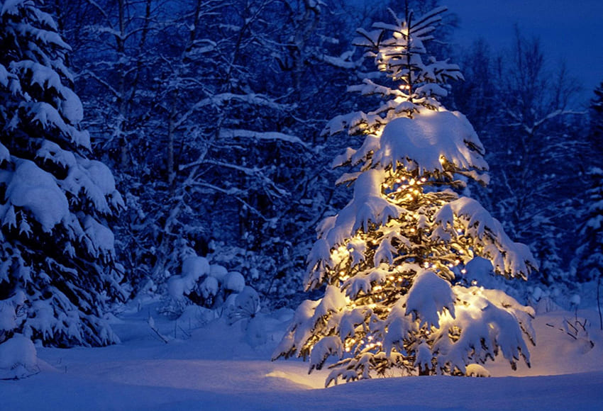 Snowy Fir Tree Winter Photography Backdrop D977