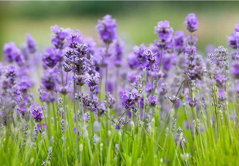 Purple Lavender Flower Backdrop for Photo Booth F-2381