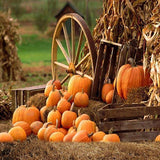 Autumn Farm Pumpkin backdrop UK for Party Photography OG-027