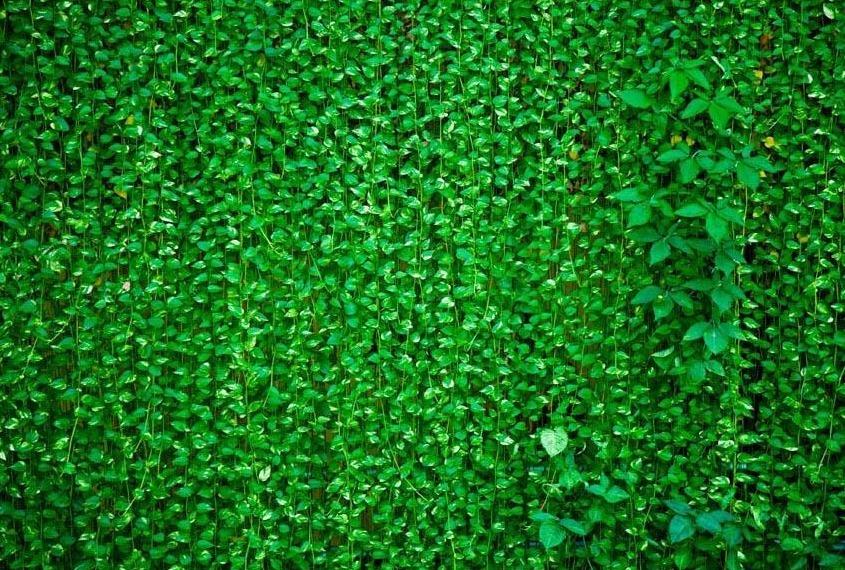 Green Leaves Wall Photo Booth Backdrop G-592