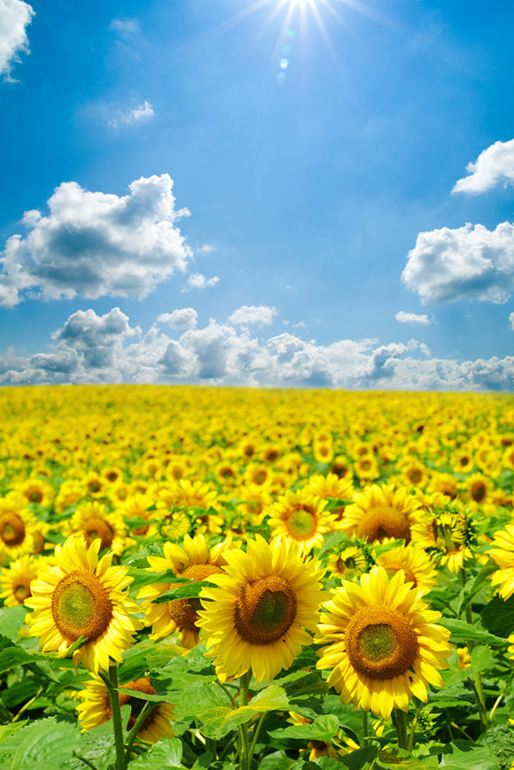 Sunflowers White Clouds Blue Sky Photography backdrop uk GA-49