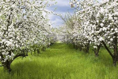 White Sping Flowers Green Grass Photography Backdrops GC-115