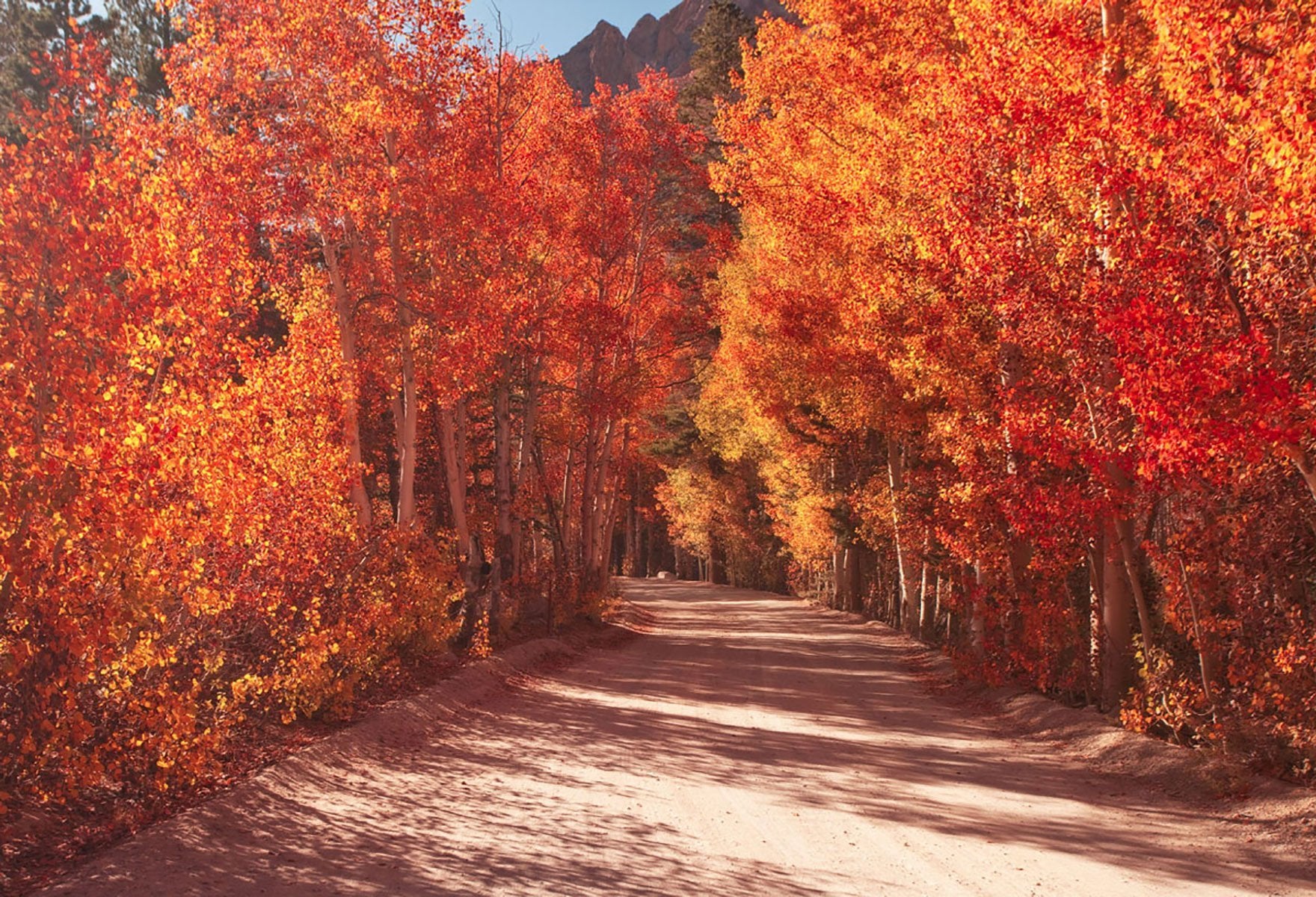 Scenic Backdrops Trees Woodland Backdrops Mountain Background