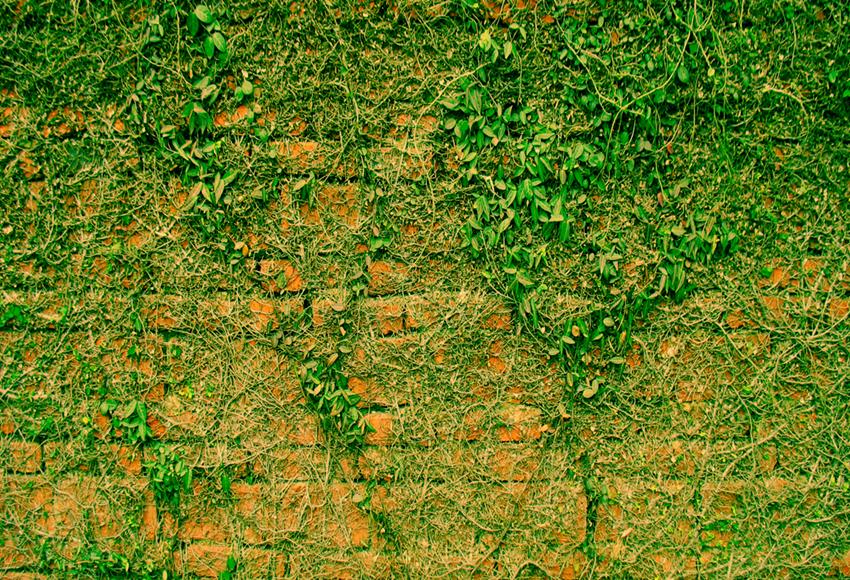 Green Plants Vintage Brick Wall Photography Backdrops K788