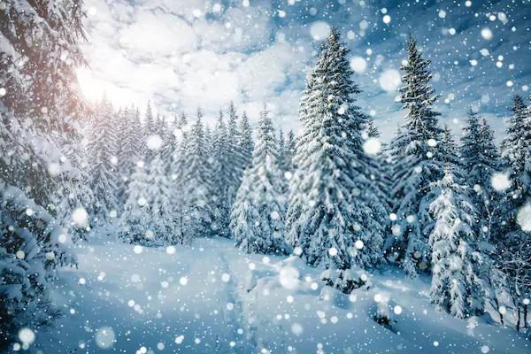 White Spruces Christmas Tree Winter Snow Photography Backdrop