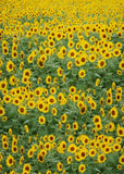 Sunflowers Beautiful Photography Backdrop S-656