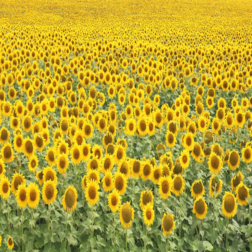 Summer Sunflower Field Blooming Backdrop 