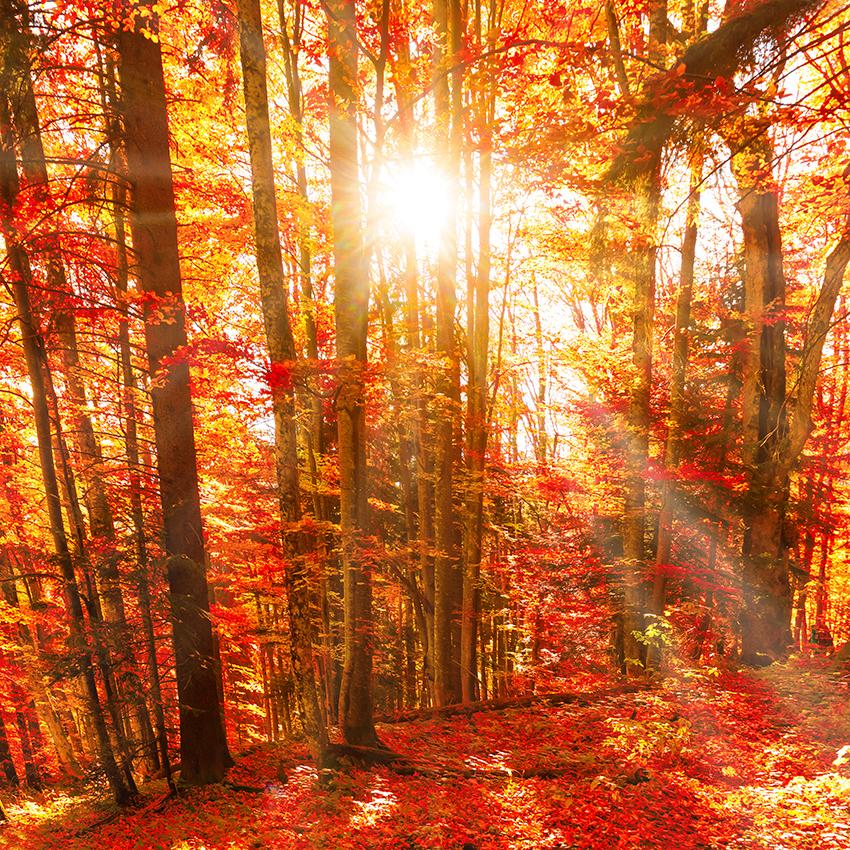 Autumn Gold Yellow Leaves Backdrop for Studio