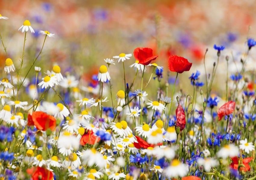 Spring Blooming Flowers  Photography Backdrop