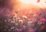 Beautiful Cosmos Flowers Spring Sunset Photography Backdrop