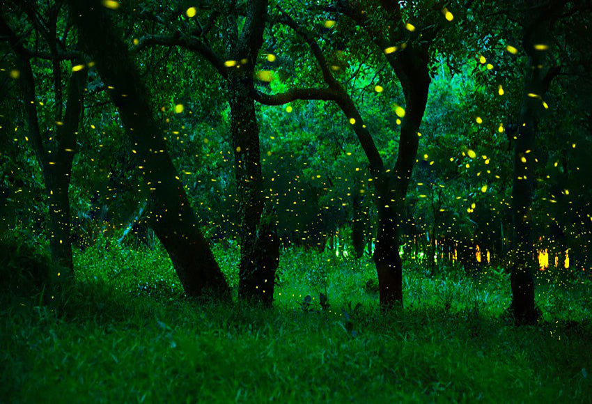 Firefly Mystic Tree Forest Photo Booth Backdrop